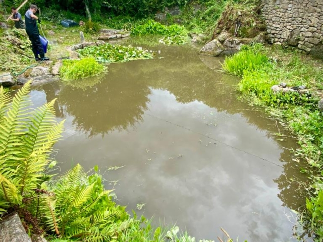Removal of Aquatic Vegetation By Hand Habitat Restoration of Large Wildlife Pond