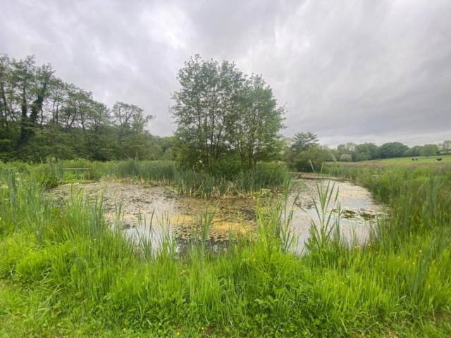 Pond Covered with Reedmace and Blanketweed Pond Covered with Reedmace and Blanketweed in Devon