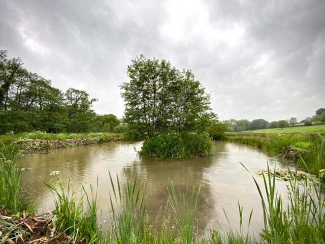 Pond Cleared from Reedmace and Blanketweed Pond Cleared from Reedmace and Blanketweed in Devon