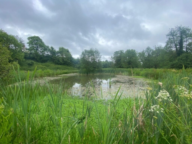 Pond Covered in Myriophyllum Pond Covered in Myriophyllum in Devon