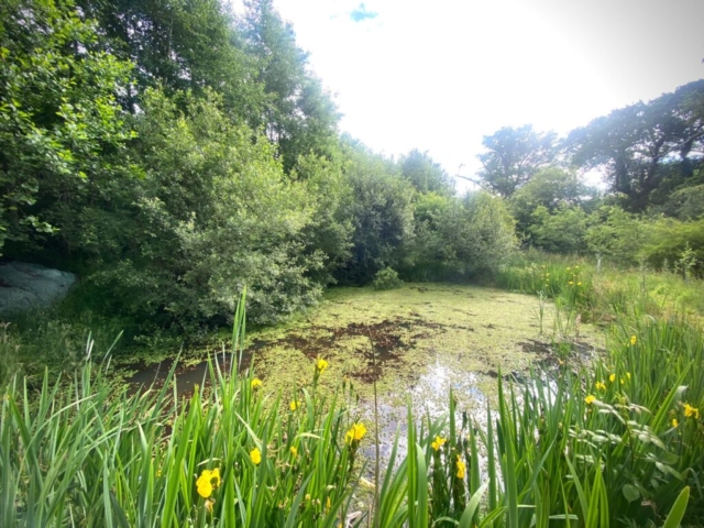 Pond Covered with Duckweed & Myriophyllum Pond Covered with Duckweed & Myriophyllum in Devon