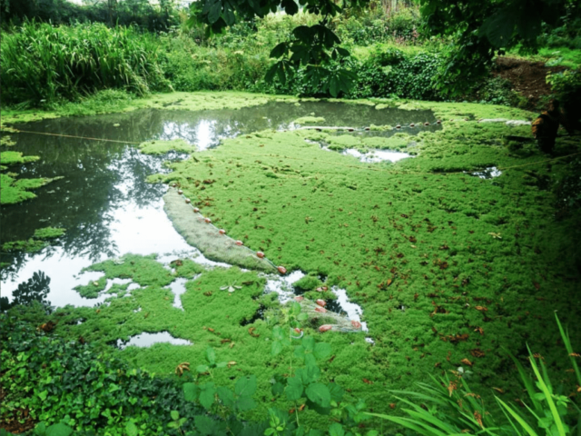 Using Seine Net to Remove Azolla From Pond Seine Netting Invaise Non-Native Azolla Spp. from Pond
