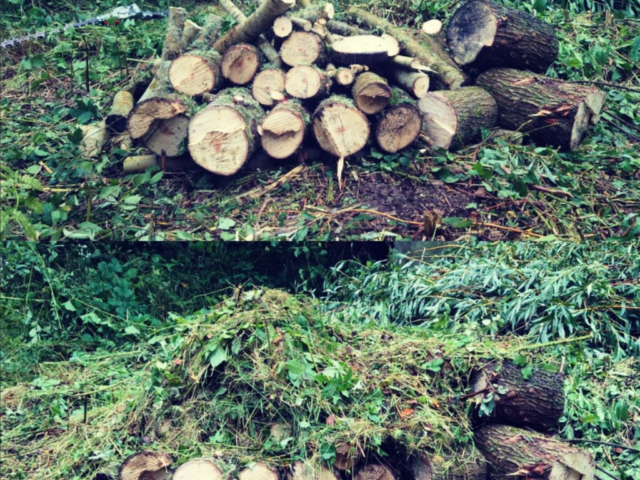 Hibernaculum Created with Cut Timber for Wildlife Refuge Hibernaculum Created with Cut Timber for Wildlife