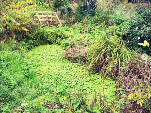 Pond Prior to Removing Invasive Non-Native Floating Pennywort Pond in Devon Destroyed by Invasive Non-Native Floating Pennywort