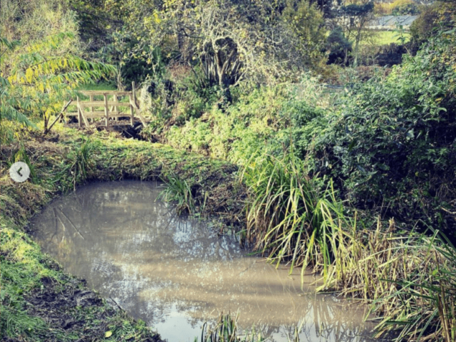 Pond After Removing Invasive Non-Native Floating Pennywort Habitat Recovered by Removing Invasive Non-Native Floating Pennywort