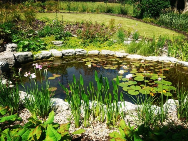 One Year After Completion Showing Stepped Pontoons & Planting Pond Landscaping Devon