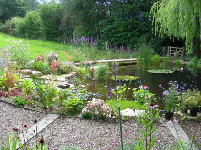Bee Friendly Flowers and Marginal Aquatic Planting Wildlife Pond Design Devon