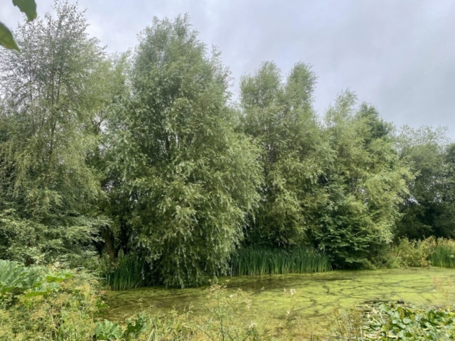 Overgrown Willows on Bank of Pond Tree Maintenance Lake Devon