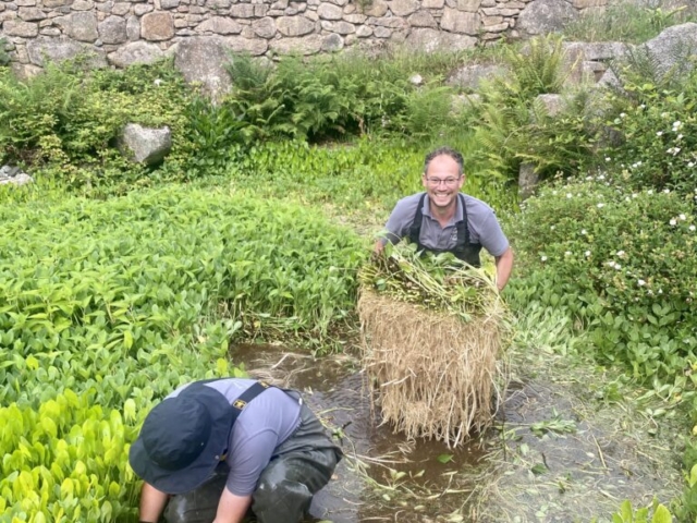 Removing Invasive Aquatic Vegetation By Hand Bog Bean Being Removed From Large Pond
