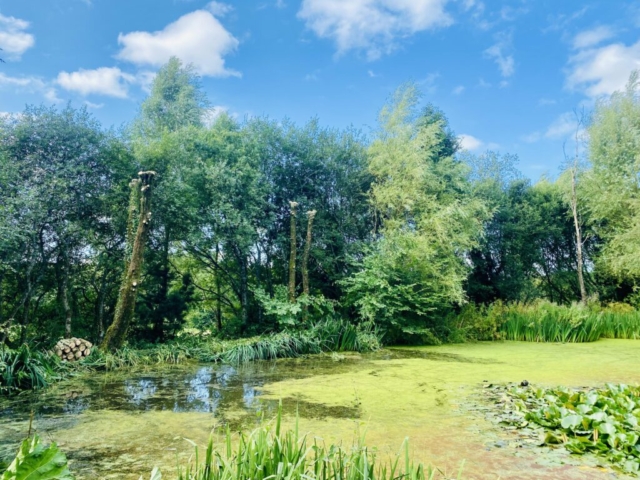 Willow Trees Pollarded Tree Conservation Devon