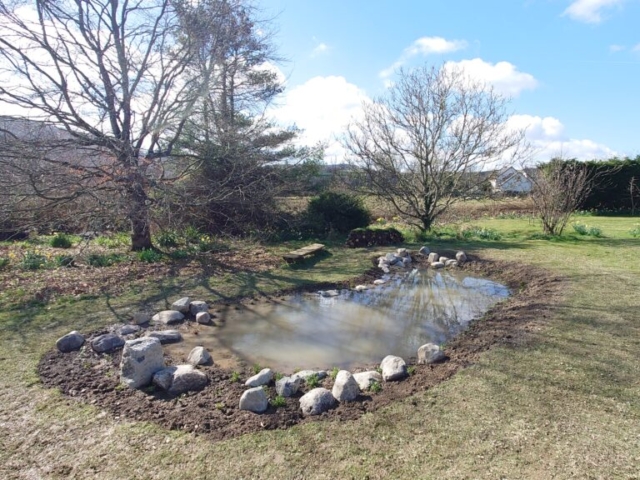 Wildlife Pond Being Planted with Aquatic Plants Wildlife Pond Being Planted in Dartmoor National Park