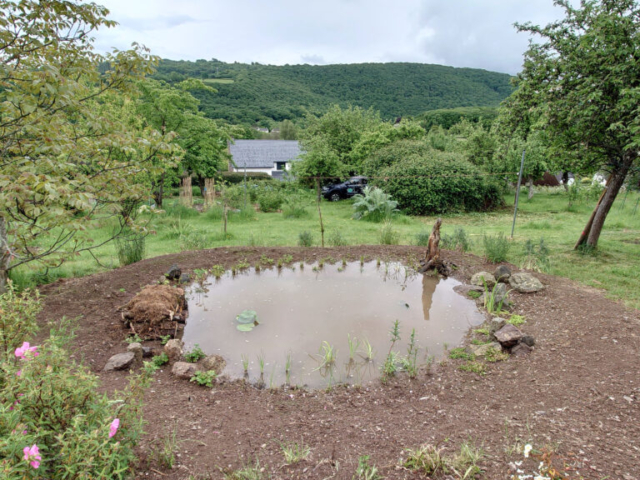 Newly Built Wildlife Pond in Dartmoor National Park Newly Built Wildlife Pond in Dartmoor National Park