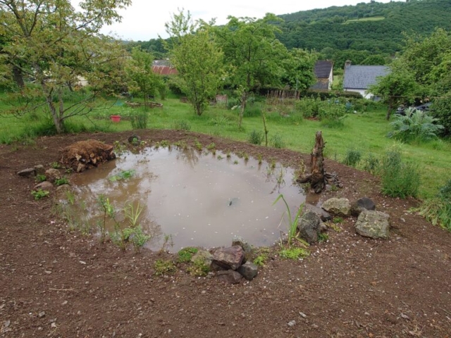 Newly Built Wildlife Pond in Dartmoor National Park Newly Built Wildlife Pond in Dartmoor National Park