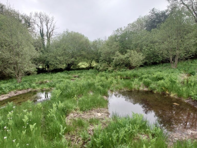 Completed Wetland Restoration Project, Dartmoor National Park Wetland Restoration Project, Dartmoor National Park