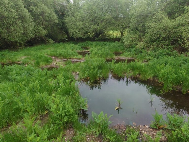 Completed Wetland Restoration Project, Dartmoor National Park Wetland Restoration Project, Dartmoor National Park