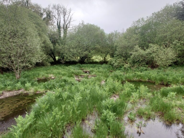 Completed Wetland Restoration Project, Dartmoor National Park Wetland Restoration Project, Dartmoor National Park