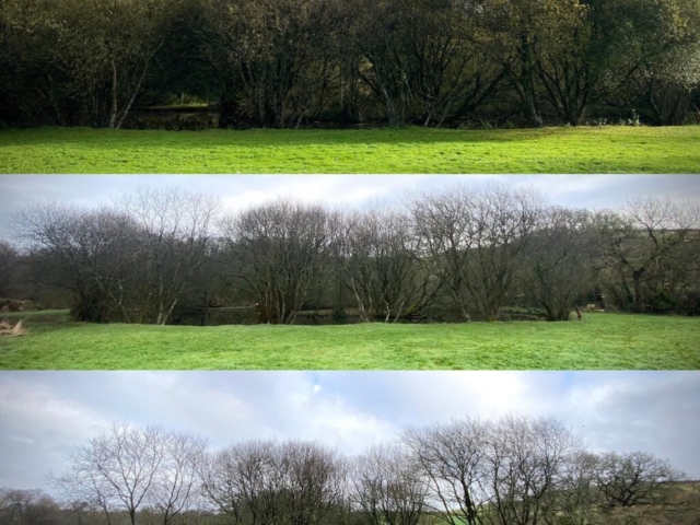Removal of Willow Surrounding a Lake Willow Surrounding a Hidden Lake in Devon