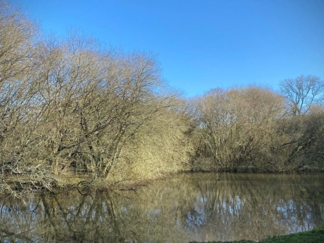 Open Bank on Lake After Removal of Willow Open Bank on Lake After Removal of Willow in Devon