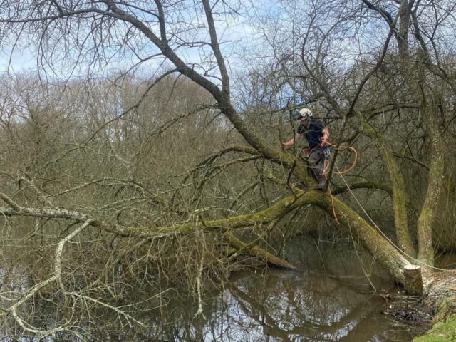 Safely Removing Willow on a Lake Willow Being Cut Away from Lake Margin in Devon