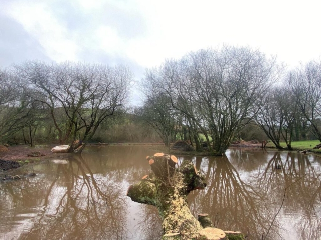 Bankside Maintenance of Willow on Lake Bankside Maintenance of Willow on Lake in Devon