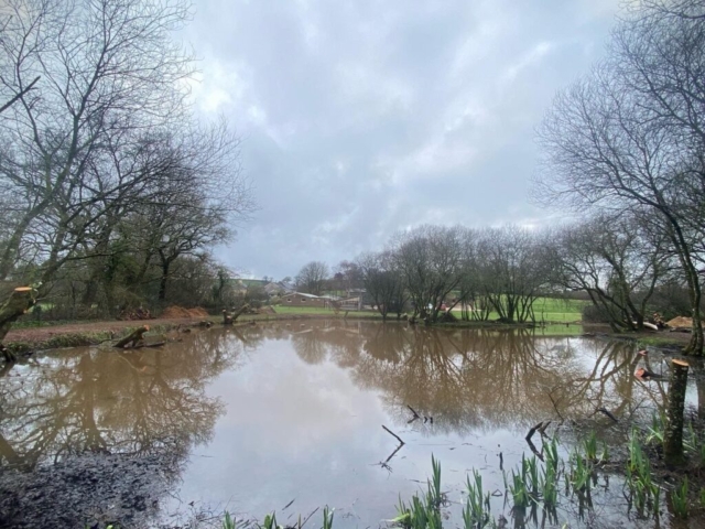 Marginal Lake Clearance for Lake in Devon Marginal Lake Clearance of Willow for Lake in Devon