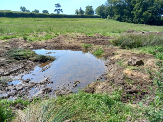 Water already appearing from lower section of wetland Wetland Creation Devon
