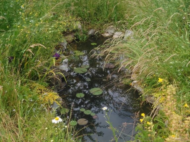 Completed wildlife pond one season later Completed Wildlife Pond