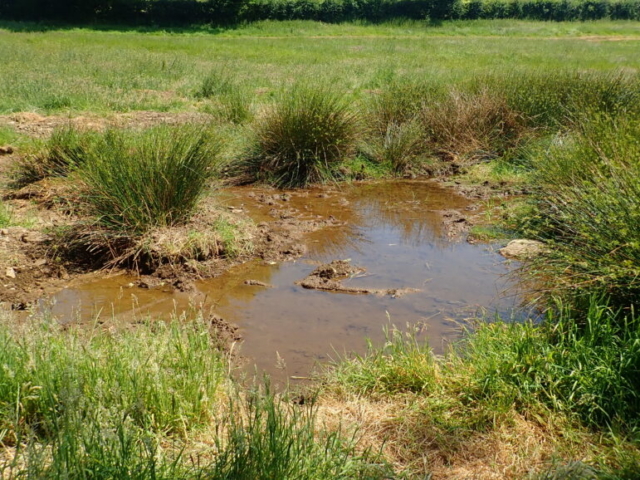 Water already appearing from lower section of wetland Wetland Creation Devon